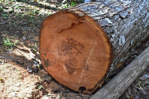 chinese-cedar-tree.jpg