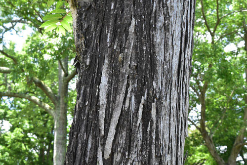 chinese-cedar-trunk.jpg